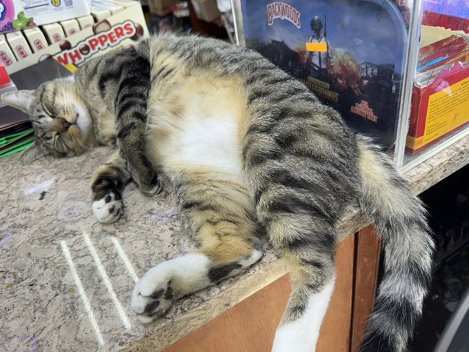 Real bodega cat from NYC